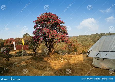 Varsey Rhododendron Sanctuary .